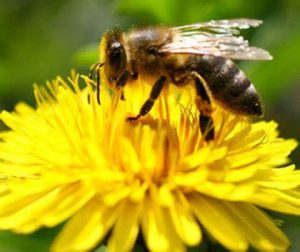 درمان و بهبود کبد با عسل طبیعی عصاره سبلان